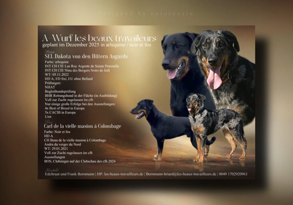 Beauceron Wurfplanung Dezember 2025